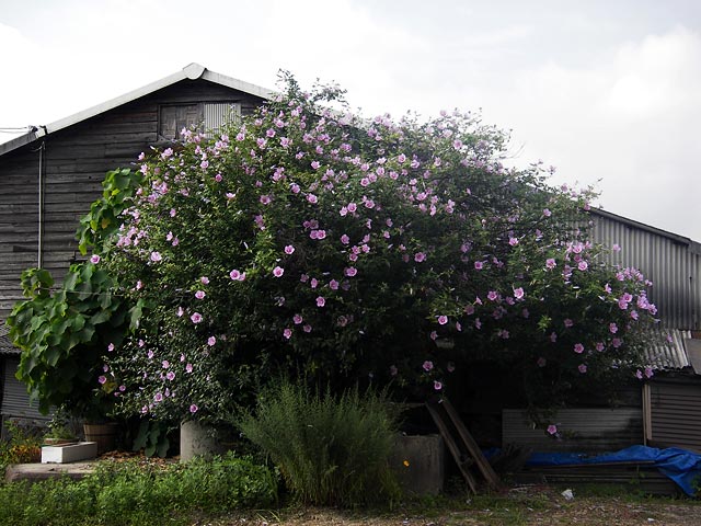 梅雨の終わりに。_b0084353_15443074.jpg