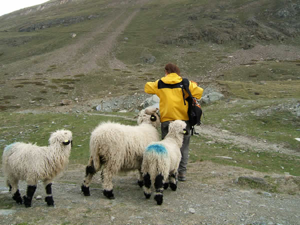もこもこちゃん Coast Mountain Life もこもこちゃん Coast Mountain Life