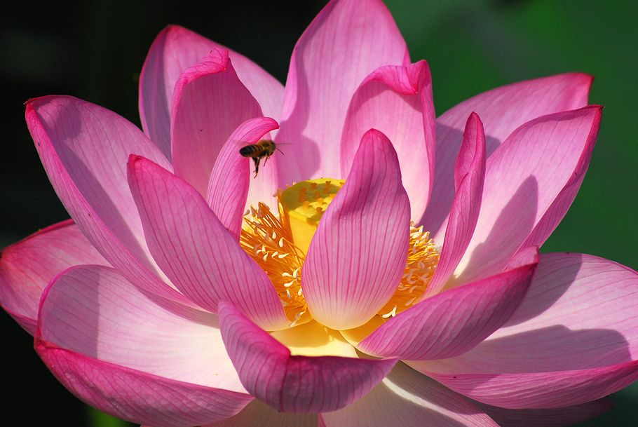 ピンクの花の宮殿をミツバチが訪れました♪_a0031821_2051296.jpg