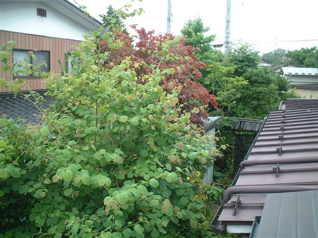 施工前の写真_f0031037_1955273.jpg