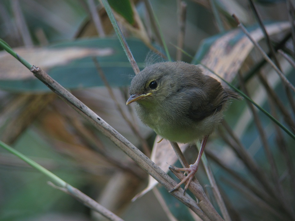 ウグイスの巣立ち雛 Nature Scoop 写真館