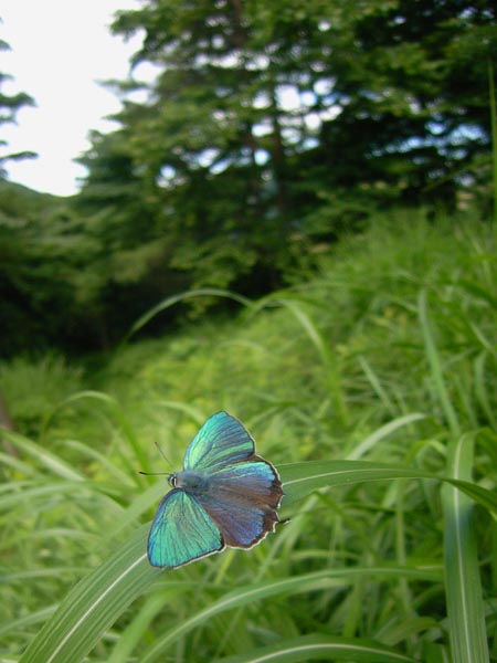 c0045352_1653132.jpg
