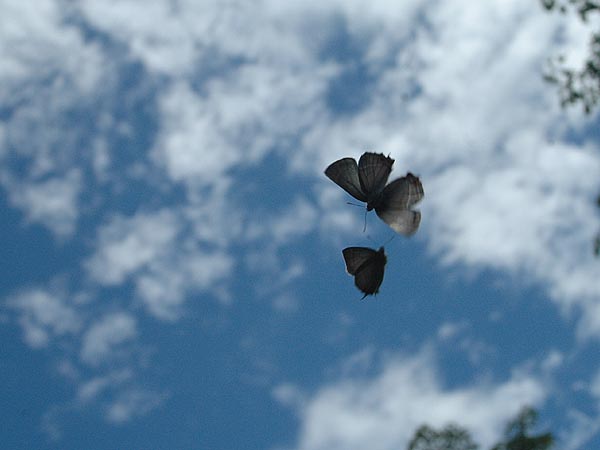 c0045352_1653171.jpg