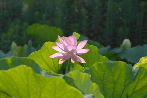 蓮(Lotus) - 鶴岡八幡宮 -_b0093820_145225.jpg