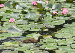 f0009457_08041.jpg