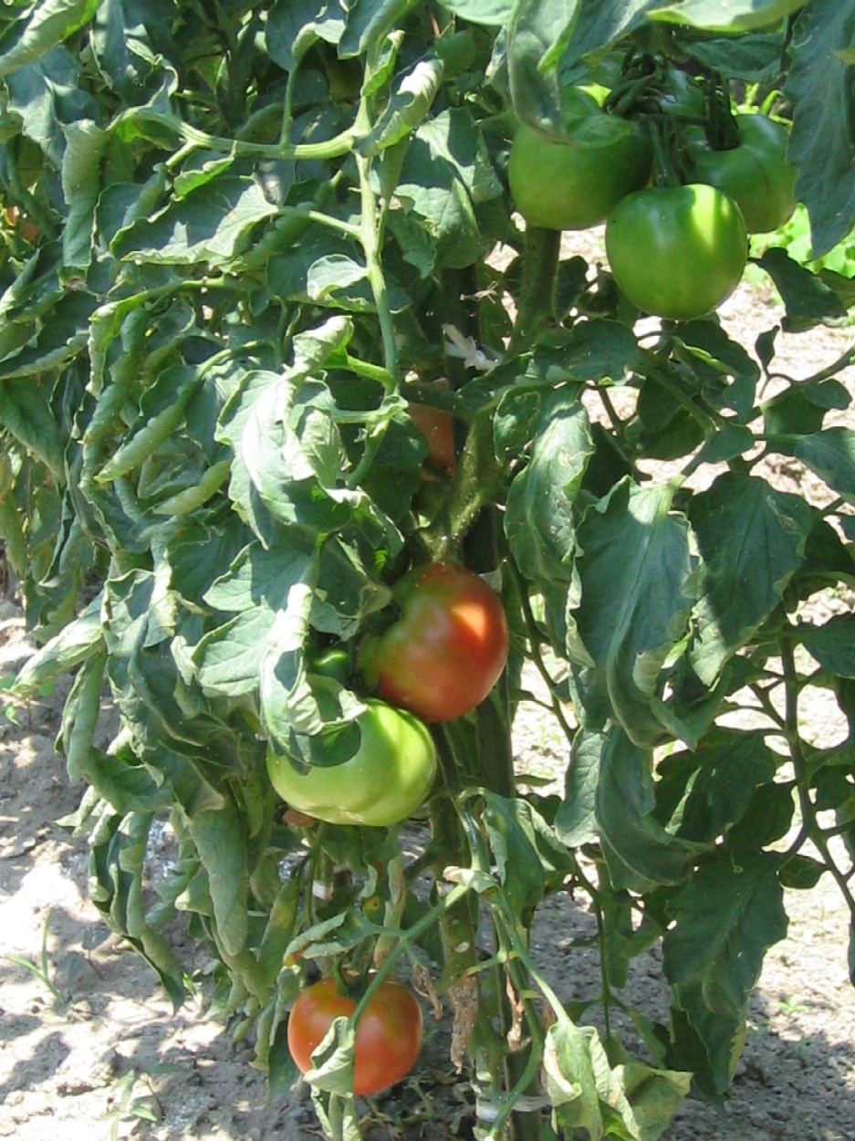 vegetable plantation _f0032170_11385293.jpg