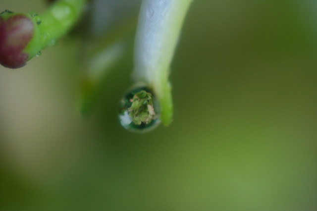 梅雨に逆戻り_b0089506_22365816.jpg