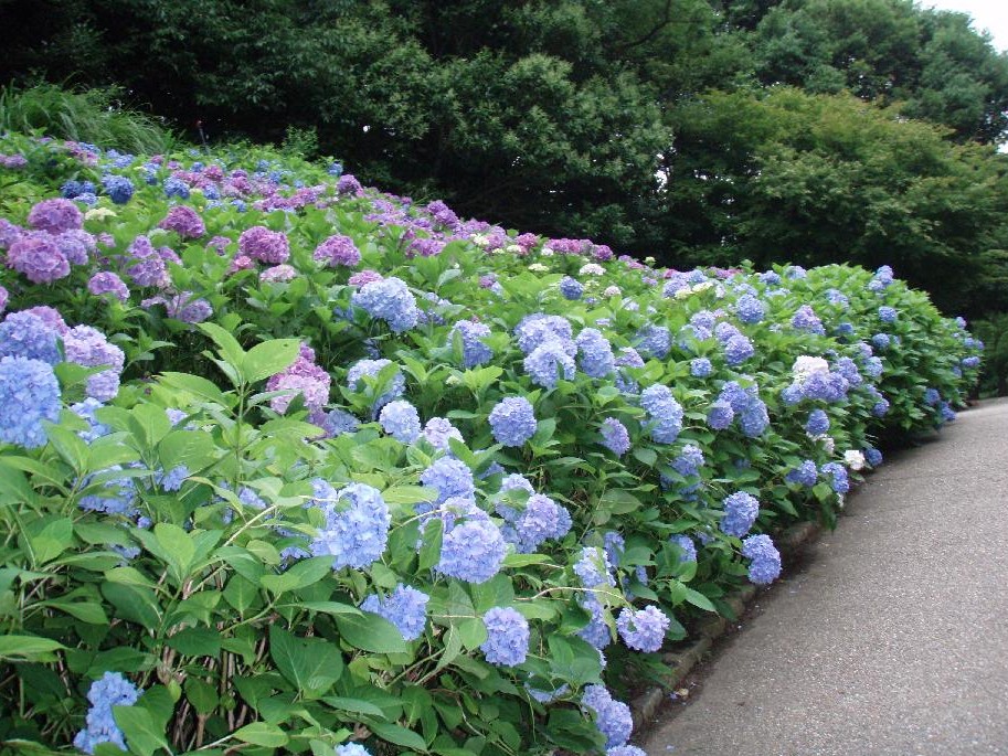 森林植物園に紫陽花を見に・・・紫陽花パートⅡ_d0051106_23203827.jpg