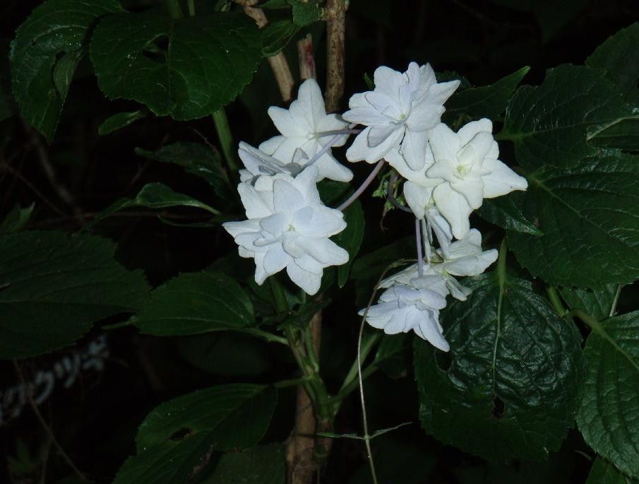 森林植物園に紫陽花を見に・・・紫陽花パートⅡ_d0051106_23272528.jpg