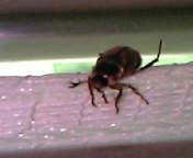 触覚の先端が3本に分かれています 昆虫ブログ むし探検広場