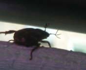 触覚の先端が3本に分かれています 昆虫ブログ むし探検広場