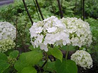 雨が似合う花_f0019247_1150538.jpg