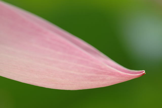 蓮華_c0081462_13443673.jpg