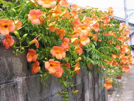 のうぜんかつら 四季の花