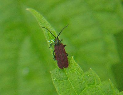 d0019074_10204996.jpg