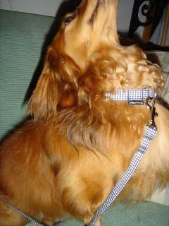 2006年7月17日 もうすっかりセレブ_b0098584_2151395.jpg