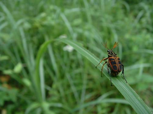 カナブンみたいな形ですが 色が全然違います 昆虫ブログ むし探検広場