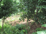 d0014408_17561179.gif
