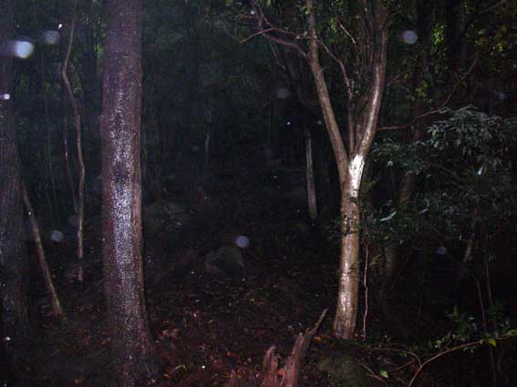 雨の六甲で涼む_a0062810_17523275.jpg
