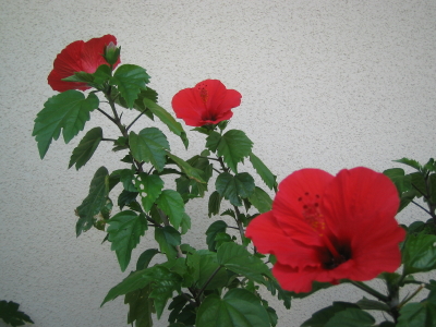 便利だなぁて思うこと_d0047811_9355463.jpg