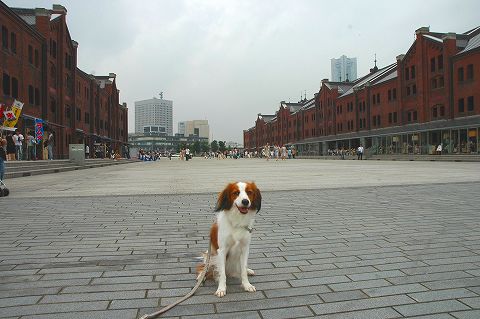 c0065512_16122749.jpg