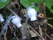 雨の尾瀬その3：見晴～尾瀬沼～沼山_b0008526_194547.jpg