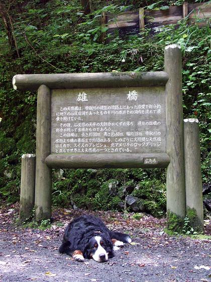 れおん、雄橋（おんばし）のたもとで泳ぐ!!～帝釈峡３～_b0075541_22171274.jpg