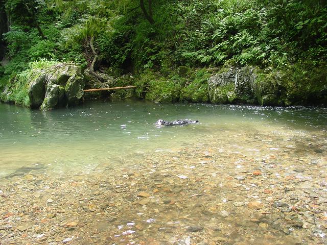 れおん、雄橋（おんばし）のたもとで泳ぐ!!～帝釈峡３～_b0075541_2228478.jpg