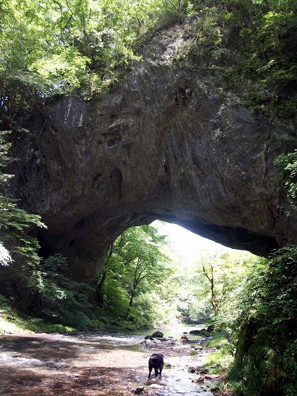 れおん、雄橋（おんばし）のたもとで泳ぐ!!～帝釈峡３～_b0075541_22325321.jpg