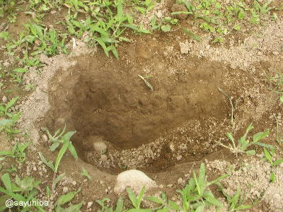 e0000946_05757.jpg