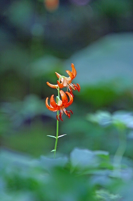 石狩で見つけた野草花_c0070654_18255837.jpg