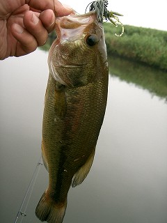 f0073059_3145461.jpg