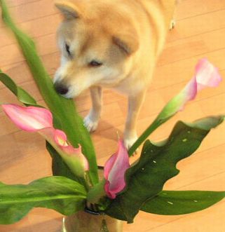 7月18日(火)・・・ダイエット_f0060461_1922325.jpg