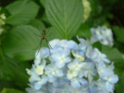 夏向きに_c0050264_945168.jpg