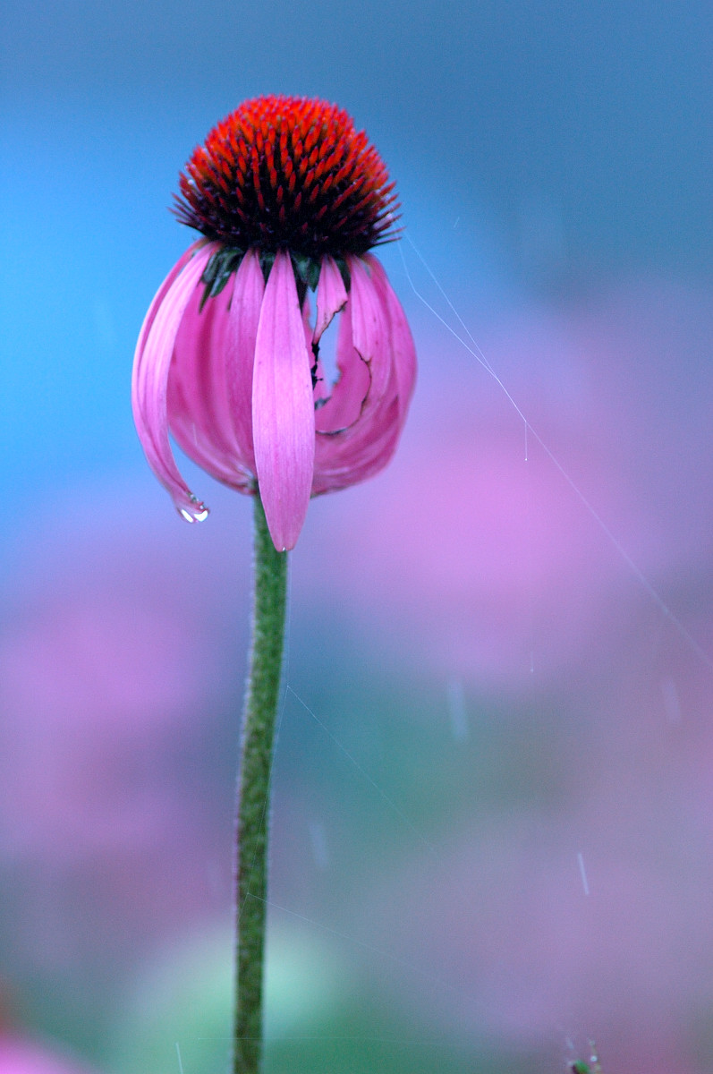 雨にも負けず・・・_b0104774_21293820.jpg