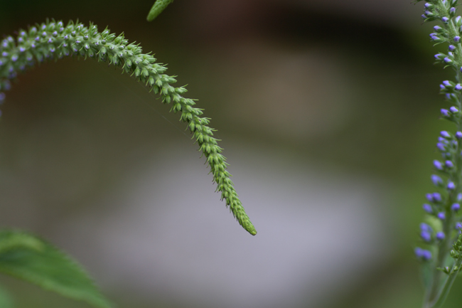 c0054876_5291076.jpg