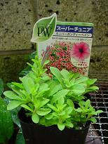 雨続き　花の苗が植えないでそのまま。。。_d0064990_20124568.jpg