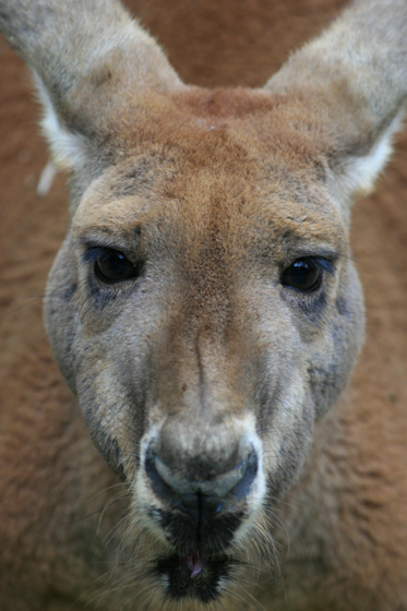 ピーナッツ_b0016600_1511140.jpg