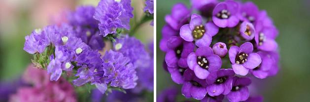 花名検索用 紫の花 小さな花 えるだまの植物図鑑
