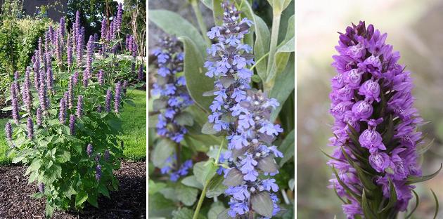 花名検索用 紫の花 小さな花 えるだまの植物図鑑