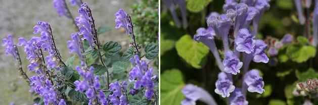 花名検索用 紫の花 小さな花 えるだまの植物図鑑