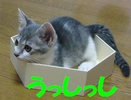 ちょうど 良い大きさの箱をもらいました_f0002743_956284.jpg