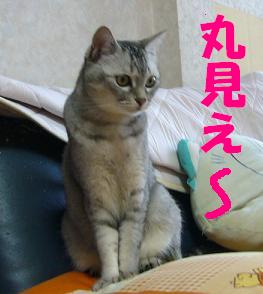 ちょうど 良い大きさの箱をもらいました_f0002743_9564991.jpg