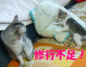 ちょうど 良い大きさの箱をもらいました_f0002743_9573157.jpg
