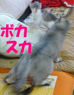 ちょうど 良い大きさの箱をもらいました_f0002743_9575858.jpg