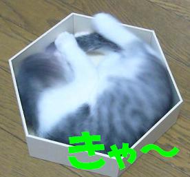 ちょうど 良い大きさの箱をもらいました_f0002743_957851.jpg