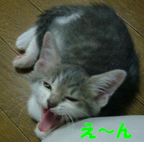 ちょうど 良い大きさの箱をもらいました_f0002743_9584891.jpg