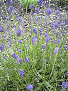 b0029459_11544329.gif