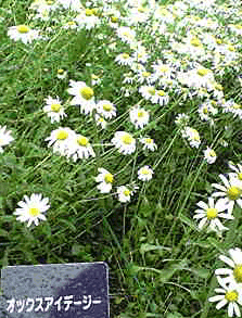 b0029459_11553928.gif