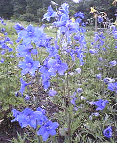 b0029459_11555433.gif